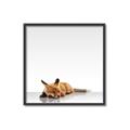 Picture of Singular Fox  _GroupedProduct_Square_Mini_ _GroupedProduct_Square_Canvas_Framed_