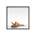 Picture of Singular Fox  _GroupedProduct_Square_Mini_ _GroupedProduct_Square_Canvas_Framed_
