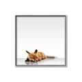 Picture of Singular Fox  _GroupedProduct_Square_Mini_ _GroupedProduct_Square_Canvas_Framed_