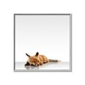 Picture of Singular Fox  _GroupedProduct_Square_Mini_ _GroupedProduct_Square_Canvas_Framed_