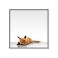 Picture of Singular Fox  _GroupedProduct_Square_Mini_ _GroupedProduct_Square_Canvas_Framed_