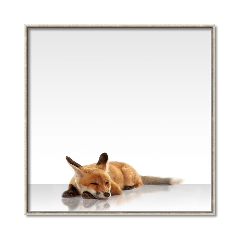 Picture of Singular Fox  _GroupedProduct_Square_Mini_ _GroupedProduct_Square_Canvas_Framed_