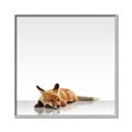 Picture of Singular Fox  _GroupedProduct_Square_Mini_ _GroupedProduct_Square_Canvas_Framed_