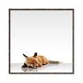 Picture of Singular Fox  _GroupedProduct_Square_Mini_ _GroupedProduct_Square_Canvas_Framed_