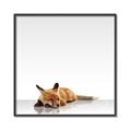 Picture of Singular Fox  _GroupedProduct_Square_Mini_ _GroupedProduct_Square_Canvas_Framed_