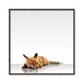 Picture of Singular Fox  _GroupedProduct_Square_Mini_ _GroupedProduct_Square_Canvas_Framed_