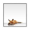 Picture of Singular Fox  _GroupedProduct_Square_Mini_ _GroupedProduct_Square_Canvas_Framed_
