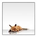 Picture of Singular Fox  _GroupedProduct_Square_Mini_ _GroupedProduct_Square_Canvas_Framed_