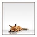 Picture of Singular Fox  _GroupedProduct_Square_Mini_ _GroupedProduct_Square_Canvas_Framed_