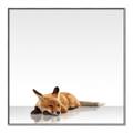 Picture of Singular Fox  _GroupedProduct_Square_Mini_ _GroupedProduct_Square_Canvas_Framed_