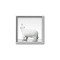 Picture of Singular Polar Bear _GroupedProduct_Square_Mini_ _GroupedProduct_Square_Canvas_Framed_