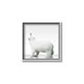 Picture of Singular Polar Bear _GroupedProduct_Square_Mini_ _GroupedProduct_Square_Canvas_Framed_