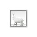 Picture of Singular Polar Bear _GroupedProduct_Square_Mini_ _GroupedProduct_Square_Canvas_Framed_