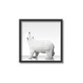 Picture of Singular Polar Bear _GroupedProduct_Square_Mini_ _GroupedProduct_Square_Canvas_Framed_