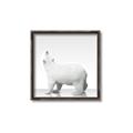 Picture of Singular Polar Bear _GroupedProduct_Square_Mini_ _GroupedProduct_Square_Canvas_Framed_