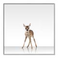 Picture of Singular Deer _GroupedProduct_Square_Mini_ _GroupedProduct_Square_Canvas_Framed_