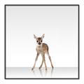 Picture of Singular Deer _GroupedProduct_Square_Mini_ _GroupedProduct_Square_Canvas_Framed_