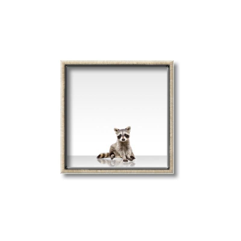 Picture of Singular Raccoon _GroupedProduct_Square_Mini_ _GroupedProduct_Square_Canvas_Framed_
