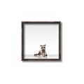 Picture of Singular Raccoon _GroupedProduct_Square_Mini_ _GroupedProduct_Square_Canvas_Framed_