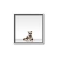 Picture of Singular Raccoon _GroupedProduct_Square_Mini_ _GroupedProduct_Square_Canvas_Framed_