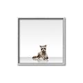 Picture of Singular Raccoon _GroupedProduct_Square_Mini_ _GroupedProduct_Square_Canvas_Framed_