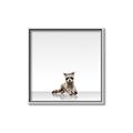 Picture of Singular Raccoon _GroupedProduct_Square_Mini_ _GroupedProduct_Square_Canvas_Framed_