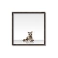 Picture of Singular Raccoon _GroupedProduct_Square_Mini_ _GroupedProduct_Square_Canvas_Framed_