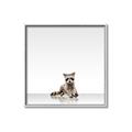 Picture of Singular Raccoon _GroupedProduct_Square_Mini_ _GroupedProduct_Square_Canvas_Framed_