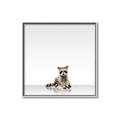 Picture of Singular Raccoon _GroupedProduct_Square_Mini_ _GroupedProduct_Square_Canvas_Framed_