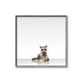 Picture of Singular Raccoon _GroupedProduct_Square_Mini_ _GroupedProduct_Square_Canvas_Framed_
