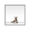 Picture of Singular Raccoon _GroupedProduct_Square_Mini_ _GroupedProduct_Square_Canvas_Framed_