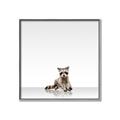 Picture of Singular Raccoon _GroupedProduct_Square_Mini_ _GroupedProduct_Square_Canvas_Framed_