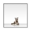 Picture of Singular Raccoon _GroupedProduct_Square_Mini_ _GroupedProduct_Square_Canvas_Framed_