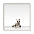 Picture of Singular Raccoon _GroupedProduct_Square_Mini_ _GroupedProduct_Square_Canvas_Framed_