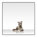 Picture of Singular Raccoon _GroupedProduct_Square_Mini_ _GroupedProduct_Square_Canvas_Framed_