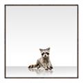 Picture of Singular Raccoon _GroupedProduct_Square_Mini_ _GroupedProduct_Square_Canvas_Framed_