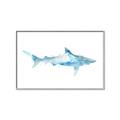 Picture of Blue Splash Shark II _GroupedProduct_Rectangle_Landscape_Mini_ _GroupedProduct_Rectangle_Landscape_Canvas_Framed_