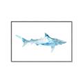 Picture of Blue Splash Shark II _GroupedProduct_Rectangle_Landscape_Mini_ _GroupedProduct_Rectangle_Landscape_Canvas_Framed_