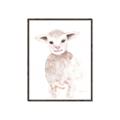 Picture of Baby Sheep Front _GroupedProduct_Rectangle_Portrait_Mini_ _GroupedProduct_Rectangle_Portrait_Canvas_Framed_
