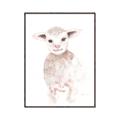 Picture of Baby Sheep Front _GroupedProduct_Rectangle_Portrait_Mini_ _GroupedProduct_Rectangle_Portrait_Canvas_Framed_