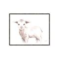 Picture of Baby Sheep Side  _GroupedProduct_Rectangle_Landscape_Mini_ _GroupedProduct_Rectangle_Landscape_Canvas_Framed_