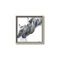 Picture of Mom and baby Zebra _GroupedProduct_Square_Mini_ _GroupedProduct_Square_Canvas_Framed_