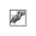 Picture of Mom and baby Zebra _GroupedProduct_Square_Mini_ _GroupedProduct_Square_Canvas_Framed_