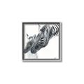 Picture of Mom and baby Zebra _GroupedProduct_Square_Mini_ _GroupedProduct_Square_Canvas_Framed_