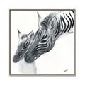 Picture of Mom and baby Zebra _GroupedProduct_Square_Mini_ _GroupedProduct_Square_Canvas_Framed_