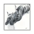 Picture of Mom and baby Zebra _GroupedProduct_Square_Mini_ _GroupedProduct_Square_Canvas_Framed_