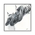 Picture of Mom and baby Zebra _GroupedProduct_Square_Mini_ _GroupedProduct_Square_Canvas_Framed_
