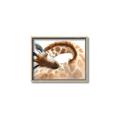 Picture of Sleeping Giraffe _GroupedProduct_Rectangle_Landscape_Mini_ _GroupedProduct_Rectangle_Landscape_Canvas_Framed_
