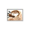 Picture of Sleeping Giraffe _GroupedProduct_Rectangle_Landscape_Mini_ _GroupedProduct_Rectangle_Landscape_Canvas_Framed_