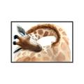 Picture of Sleeping Giraffe _GroupedProduct_Rectangle_Landscape_Mini_ _GroupedProduct_Rectangle_Landscape_Canvas_Framed_
